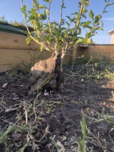 græsk landskildpadde