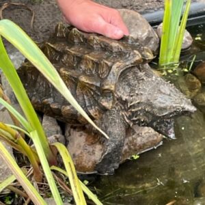 alligator snapskildpadde