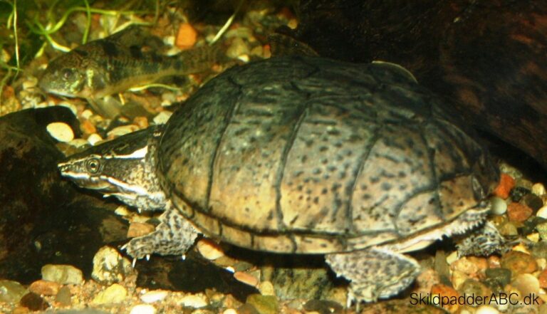 Alm. moskusskildpaddde